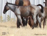 Miss Smokie Hancock's 2023 Roan Colt
